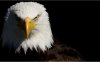 Eagle-eagle-7wallpaper-blogfa-com-1680x1050.jpg